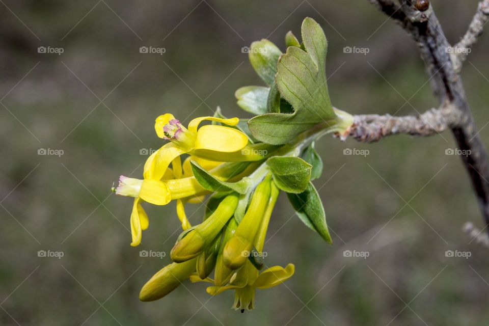 Currant blossom.