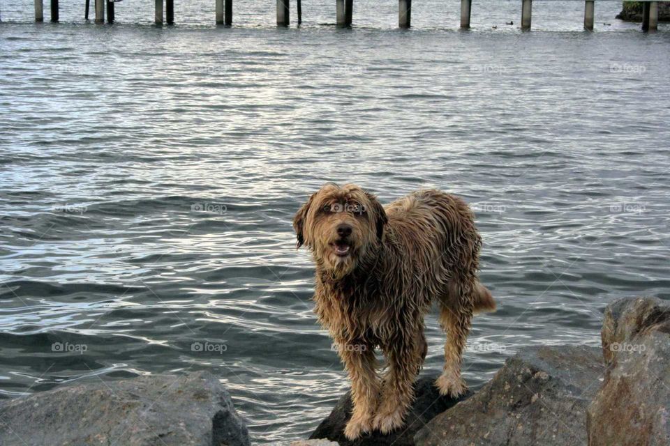 dog at the lake