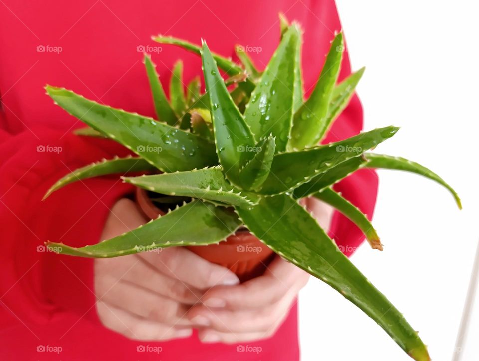 green aloe flower on red background.