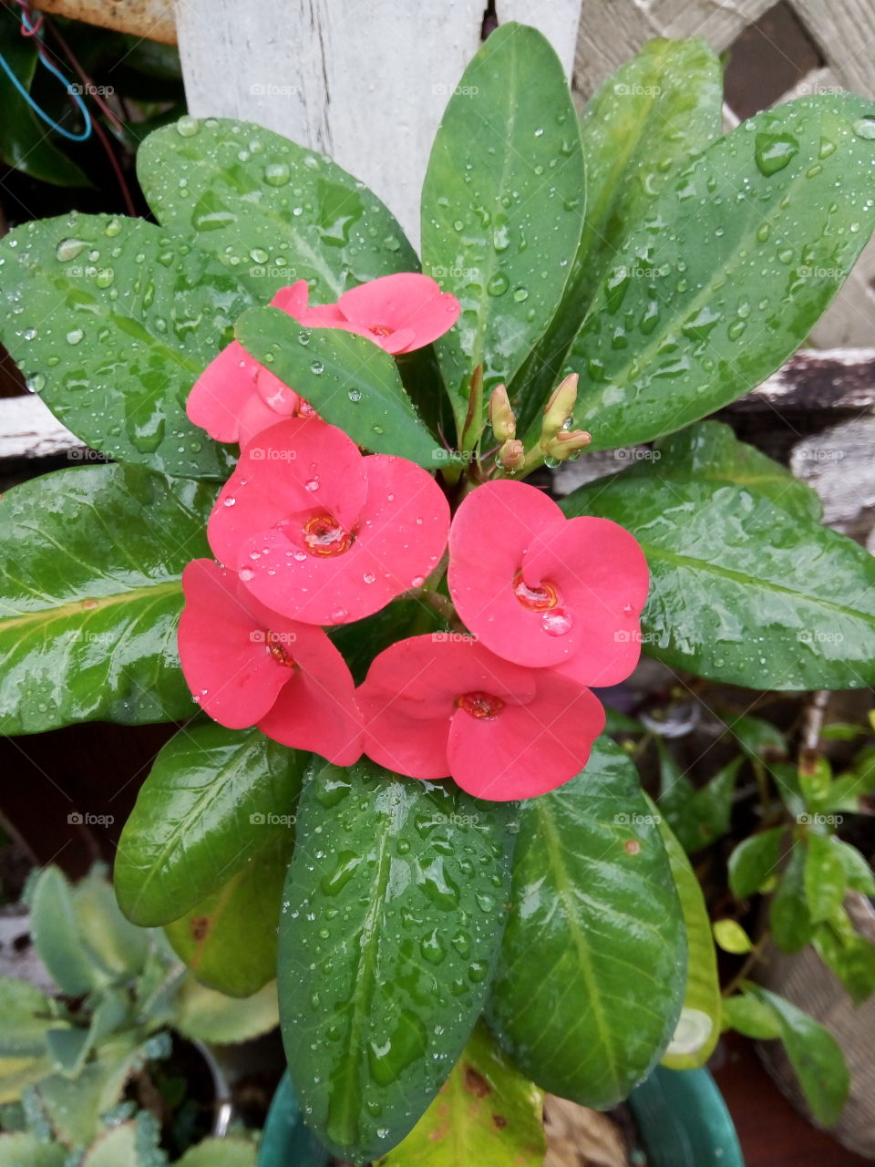 rain drops on dessert rose
