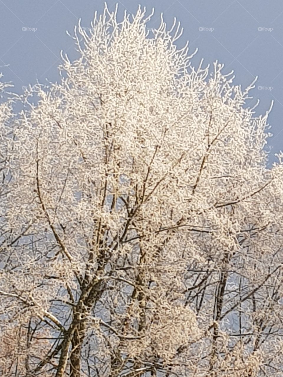 frosty tree