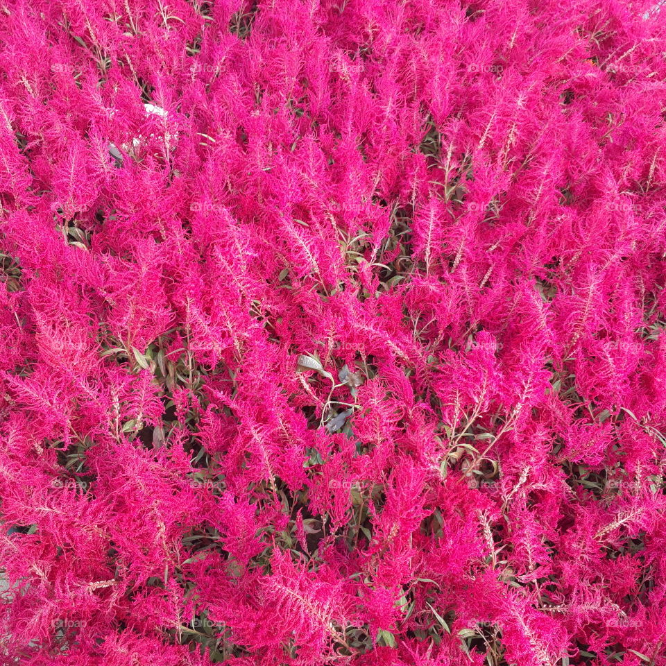 Cockscomb. Taiwan