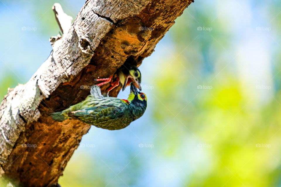 A soulful story of copper Smith barbet that shows the love of mother...