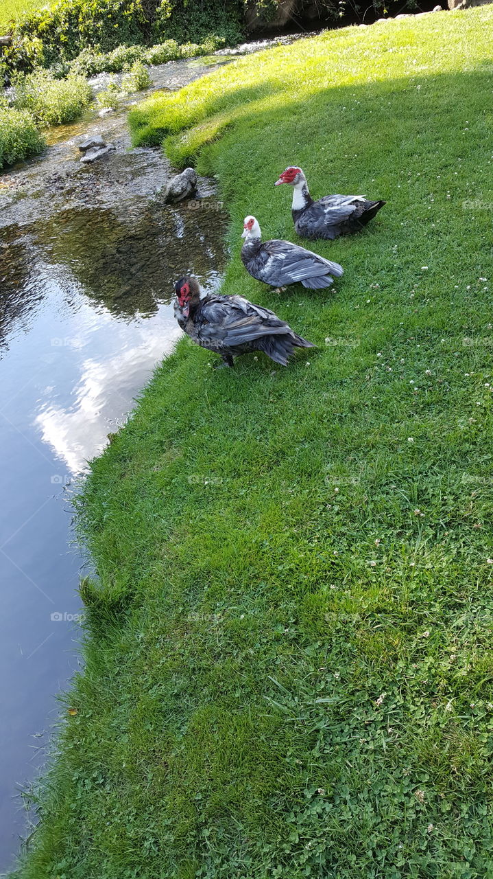 ducks at the garden park