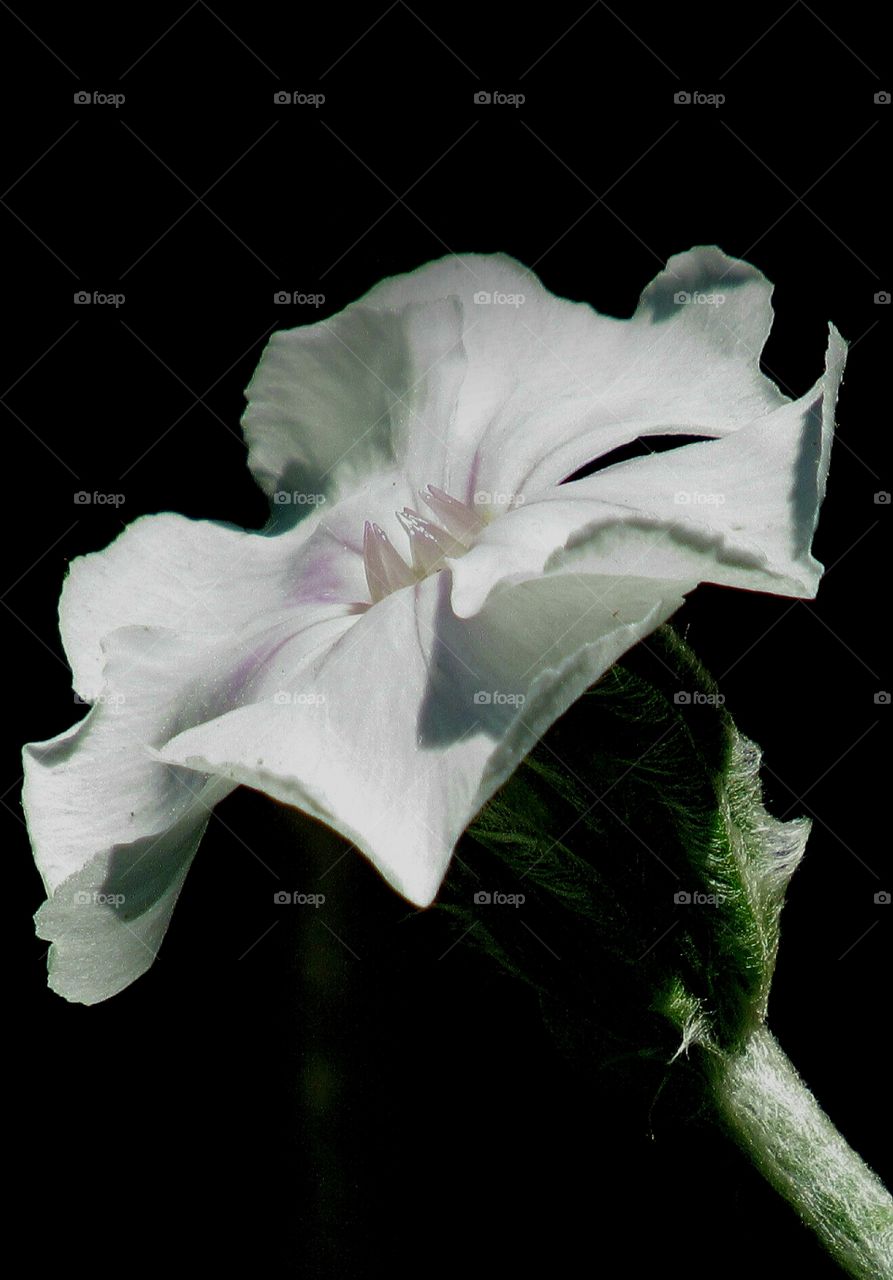 Macro flora with a black background