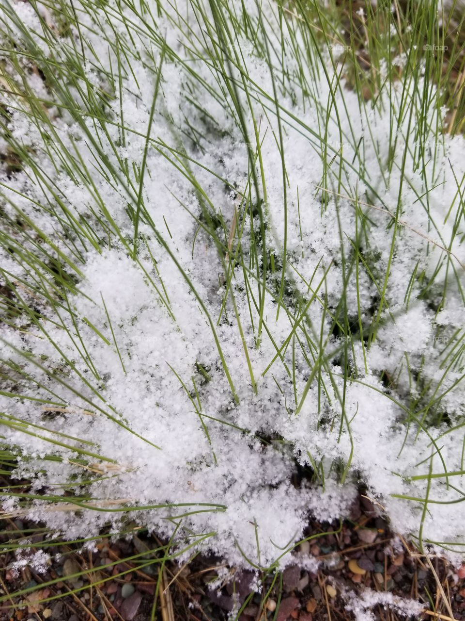 late spring snow covers the new growth of grass