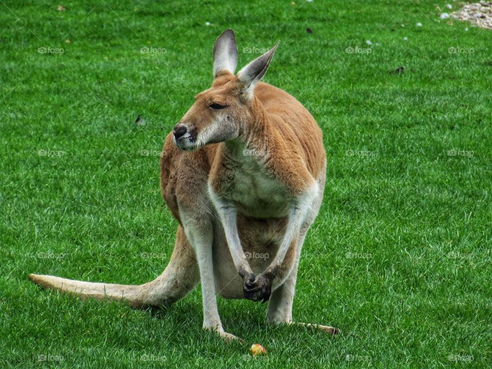Kangaroo