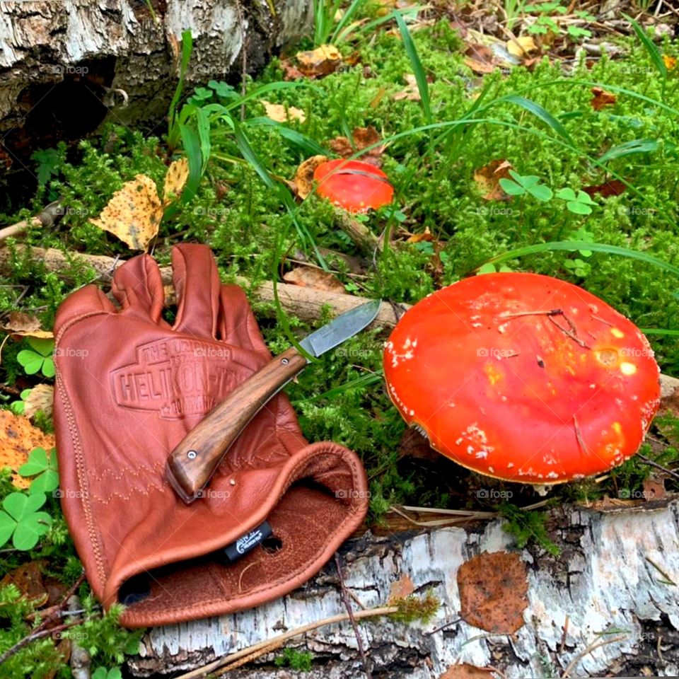Large round mushroom cap, leather glove and knife on the grass