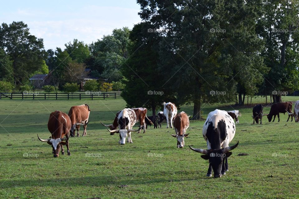 Cows grazing on grassy field