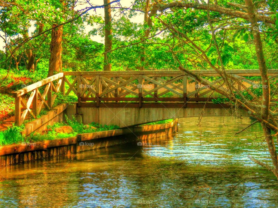 Scenic view of nature and bridge