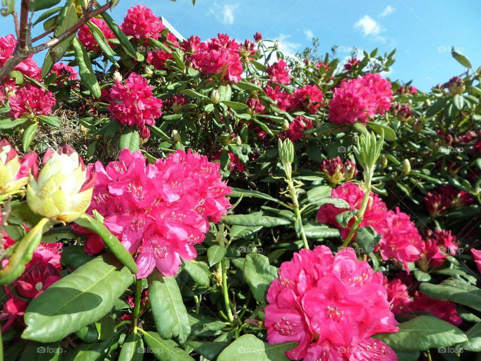 Summer 16. Rhododendron