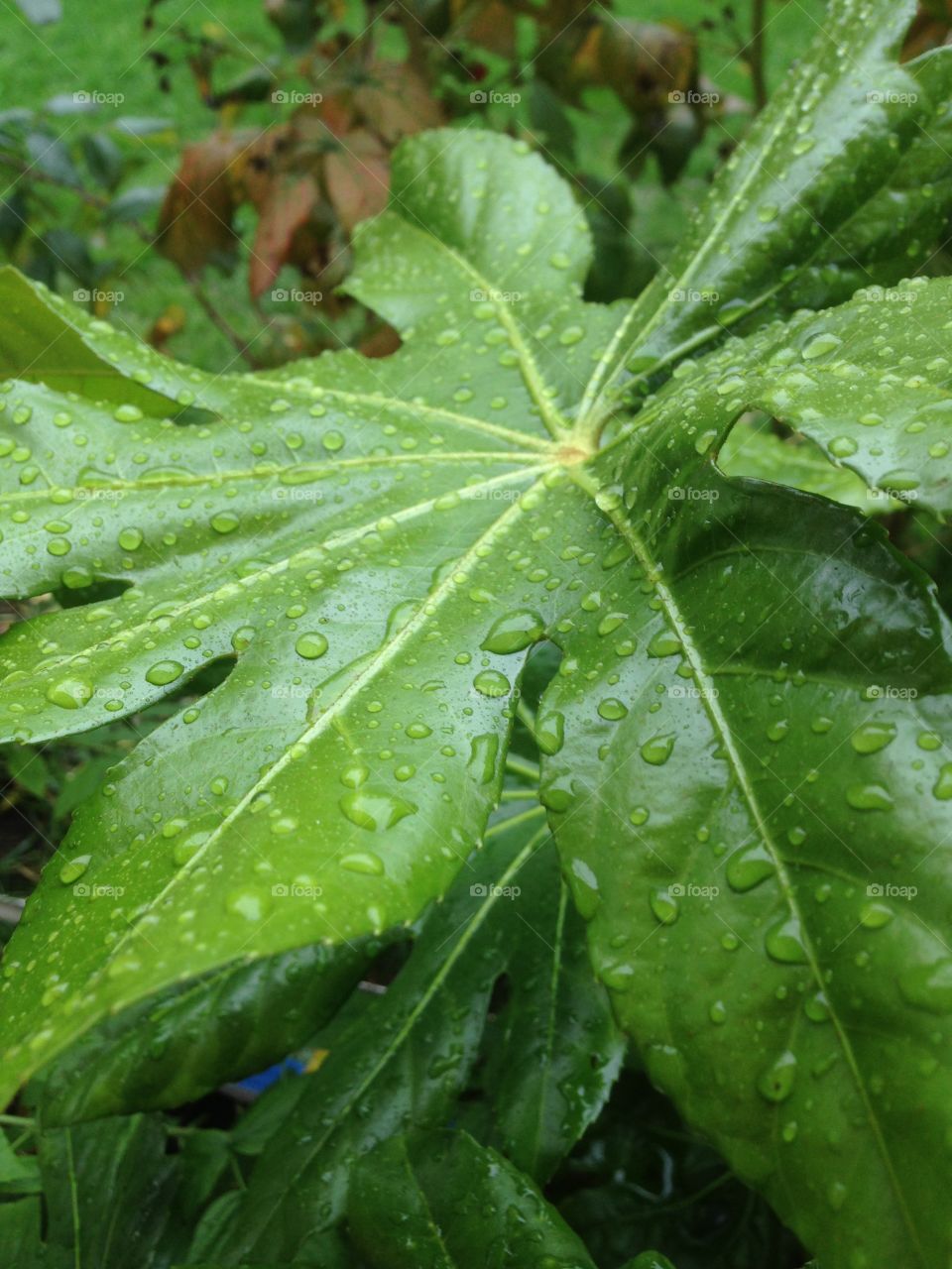 castor oil Leaf