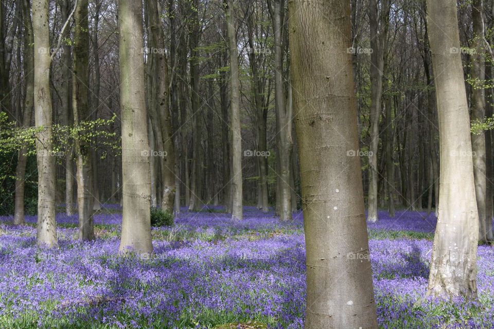Bluebells in the woods