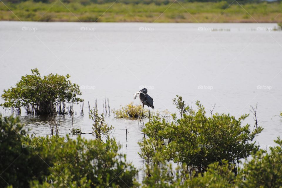 Heron's lunch