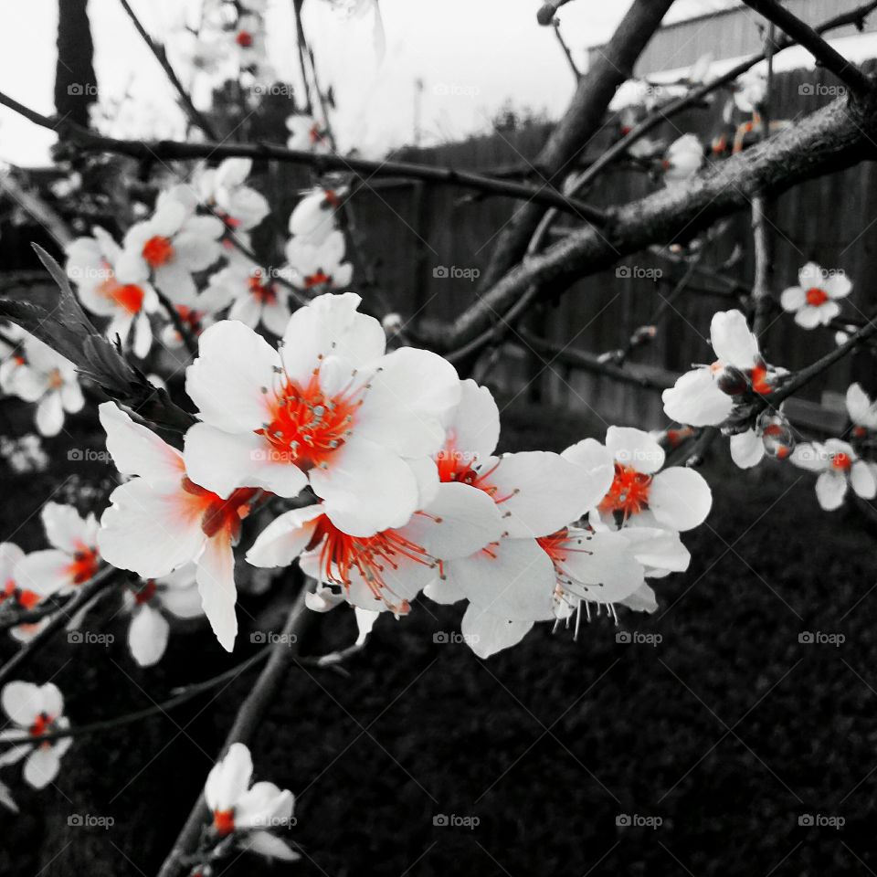 peach tree flower