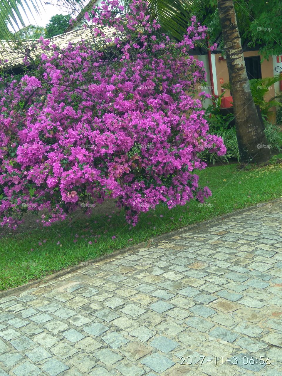 flor Buganville lilás, jardim do Hotel Tivoli Praia do Fore