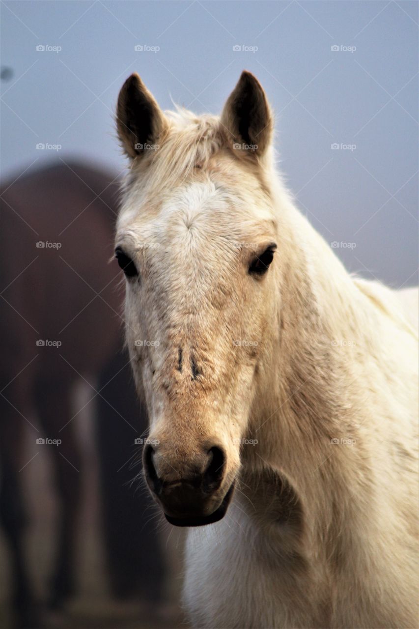 Portrait of a white horse