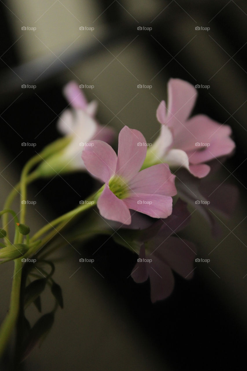 pink colour flowers with water reflection