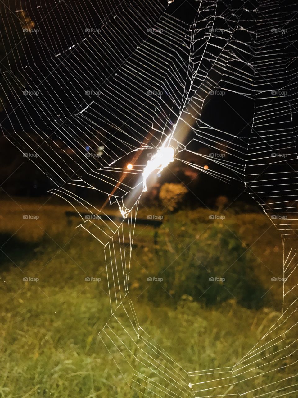 Wild Spider web...hunter....lethal trap