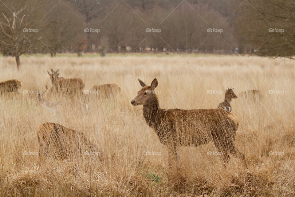 Mammal, Deer, Wildlife, Field, No Person