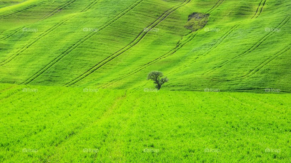 High angle view of a green field