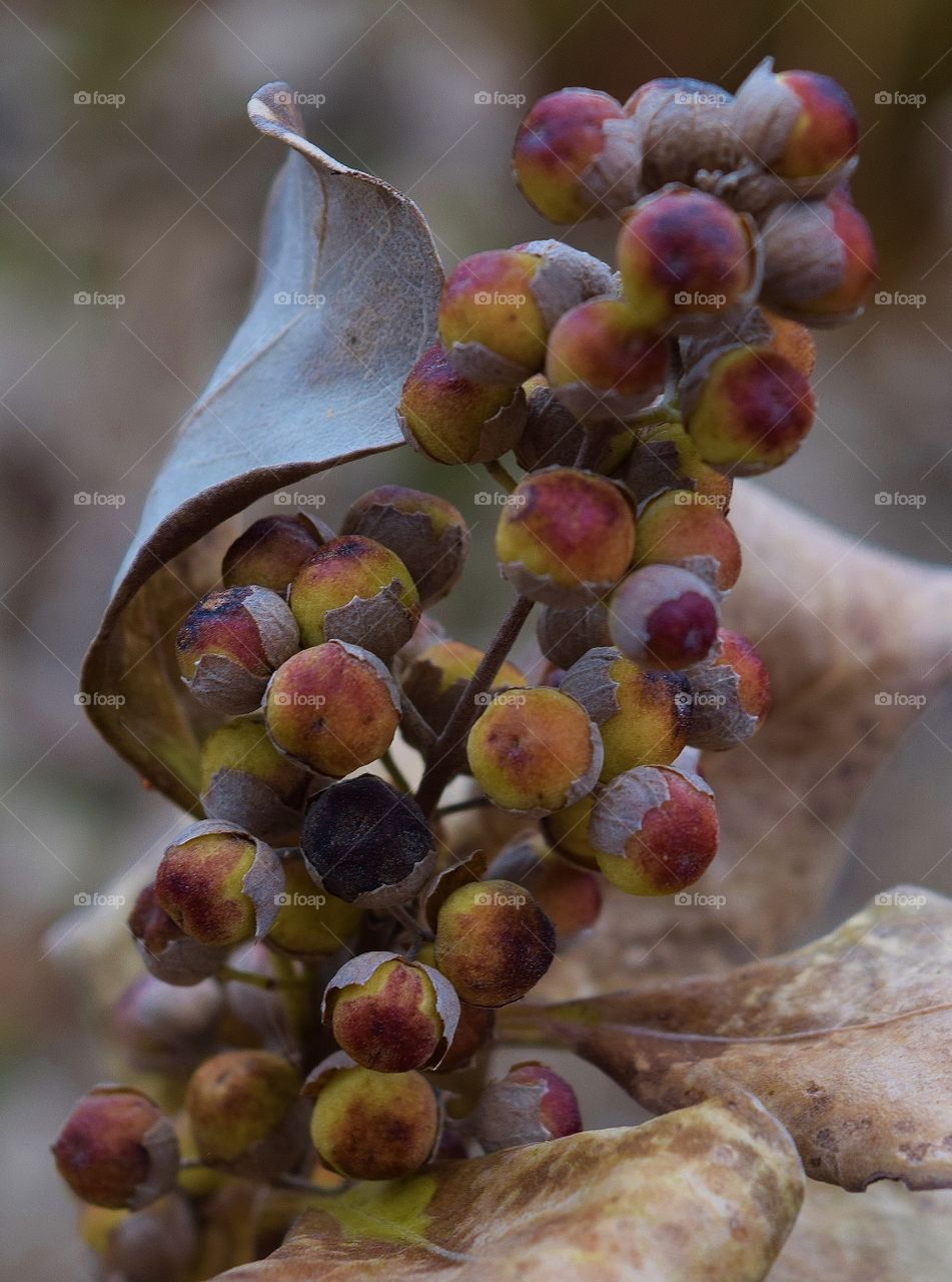 Flower pods