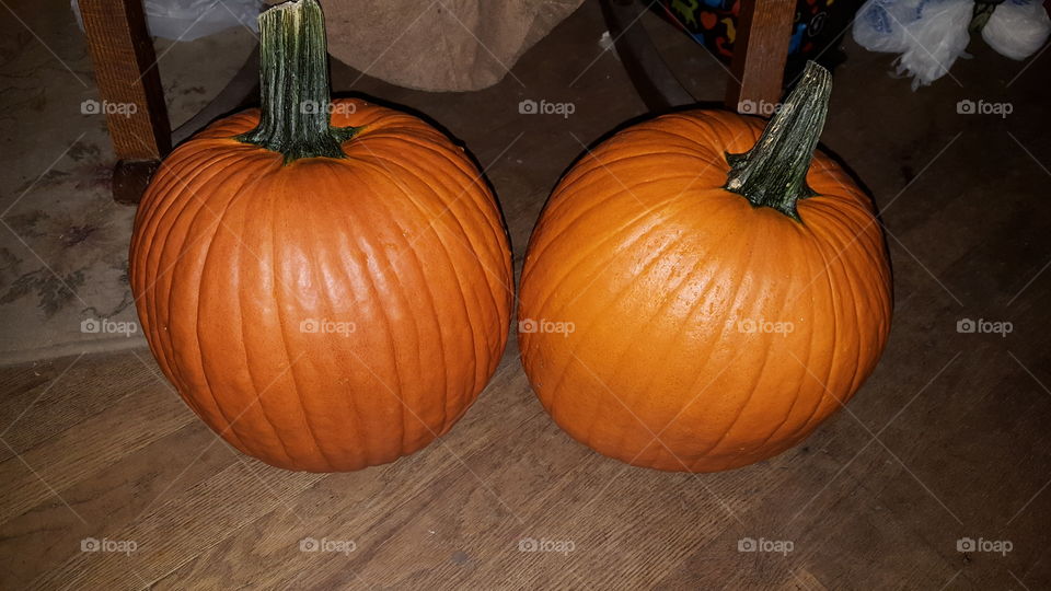 Bought these two medium sized pumpkins at the store today to carve for Halloween. They are nice, big and round with long stems on top.
