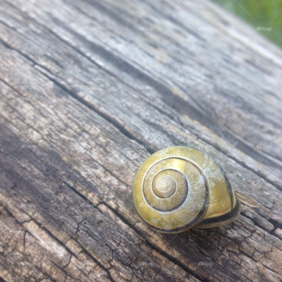 Snail shell on wood