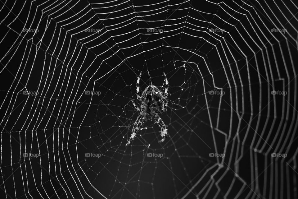 European garden spider and web