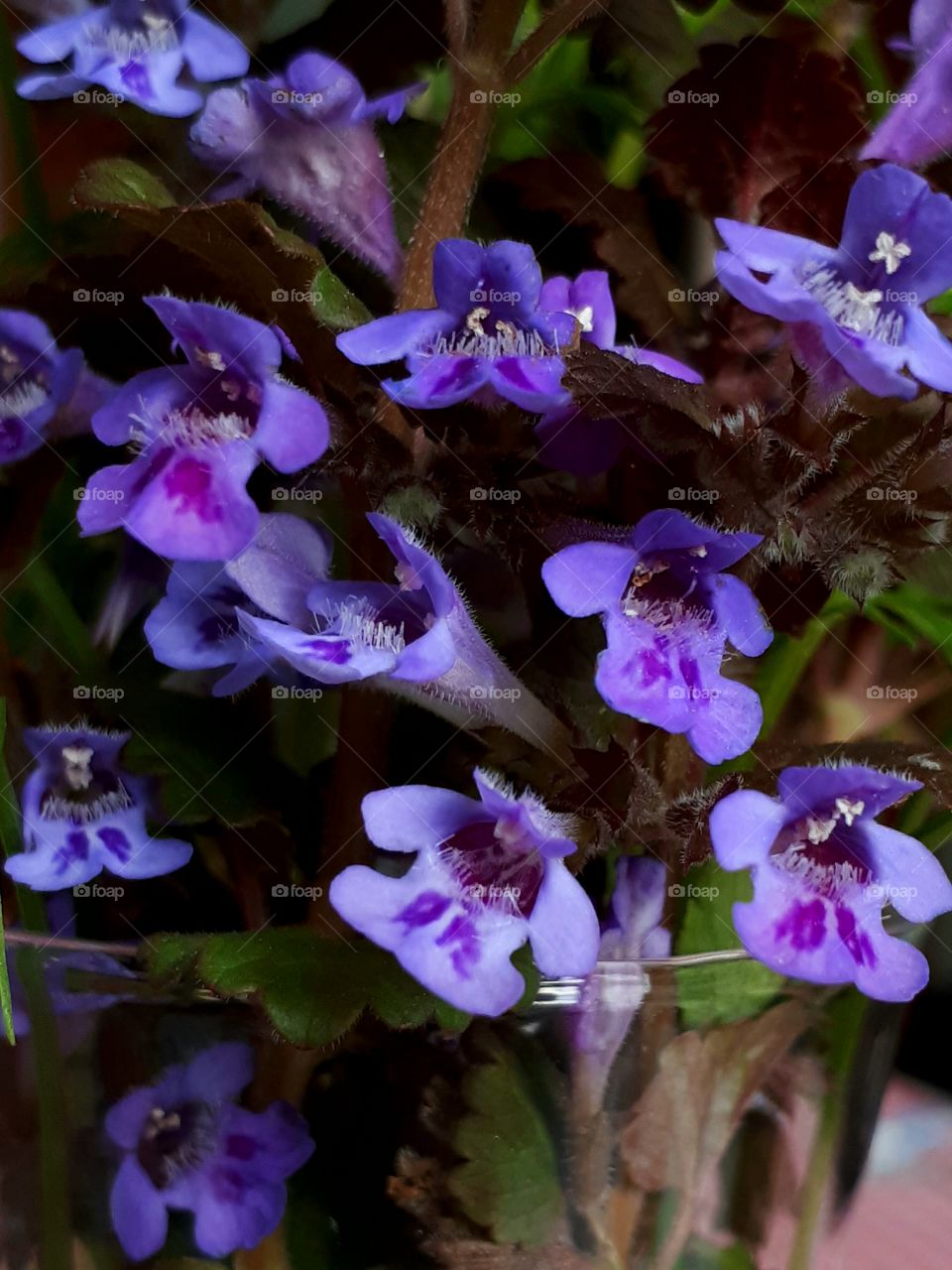 flowers made with phone