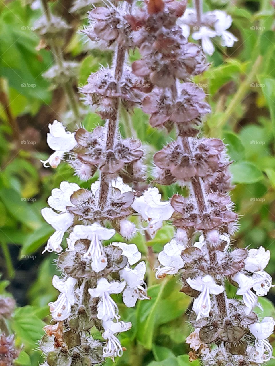 wild basil