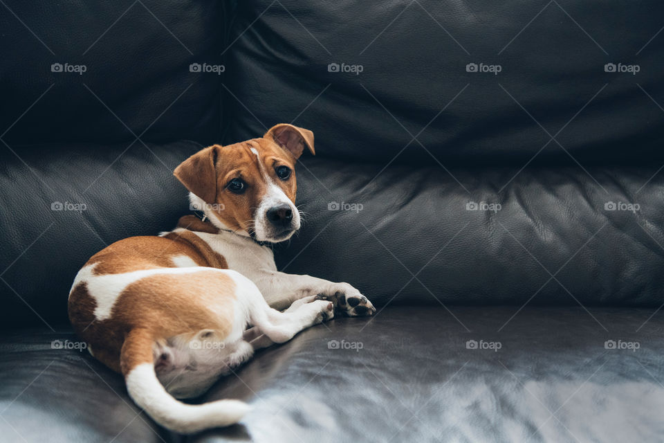 Cute Jack Russel Terrier