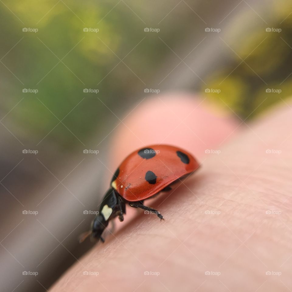 Extreme close-up of a ladybug