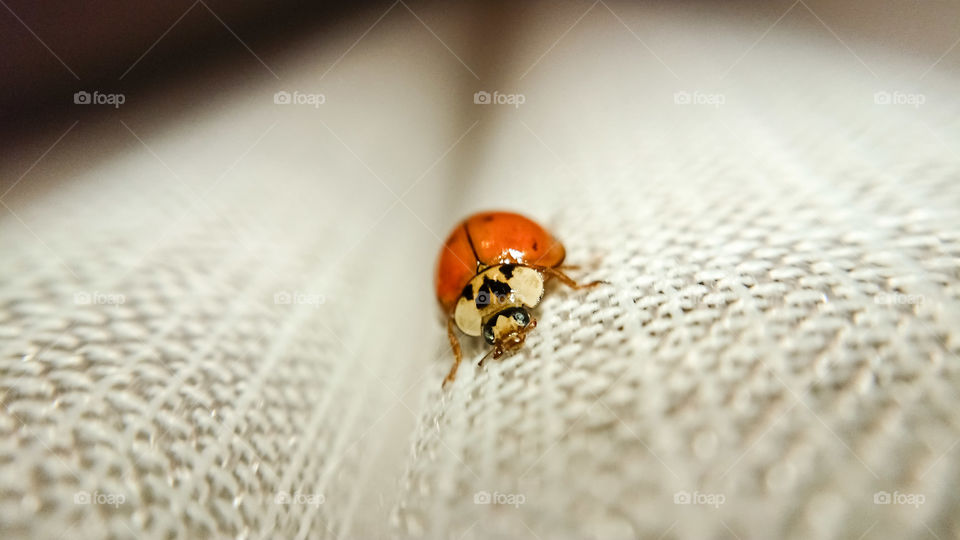 Ladybug in the curtain III