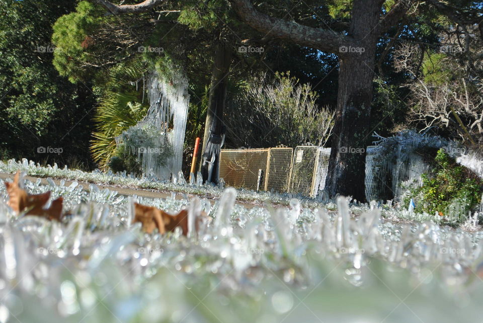 Icy grass