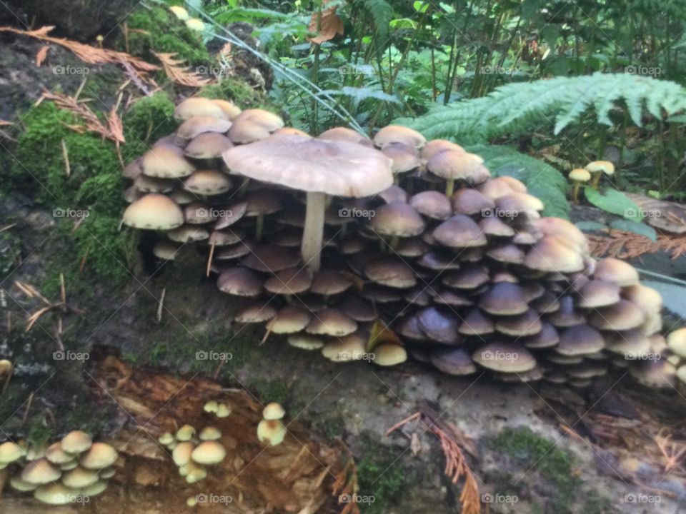 A Cluster of Mushrooms of Different sizes on a Log