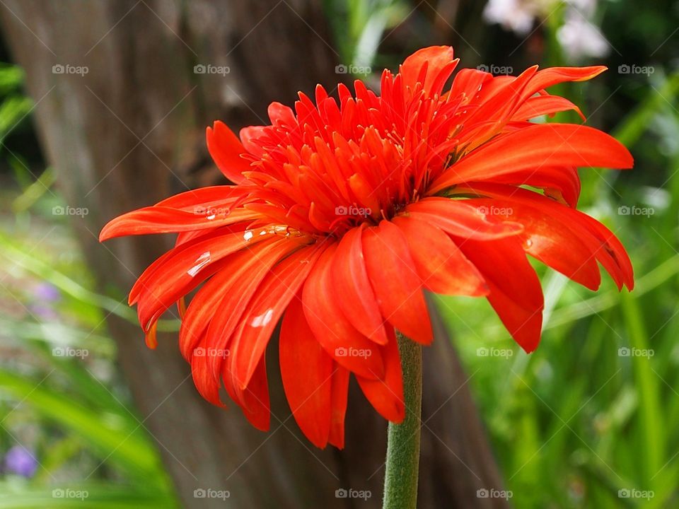 Close-up of orange gerbera flower