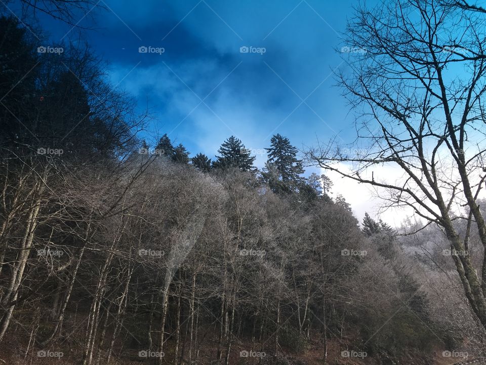 Scenic view of woodlands