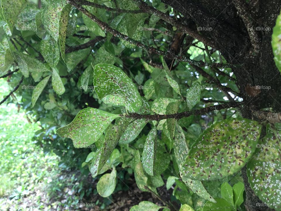 Aphid infestation on hedge plant