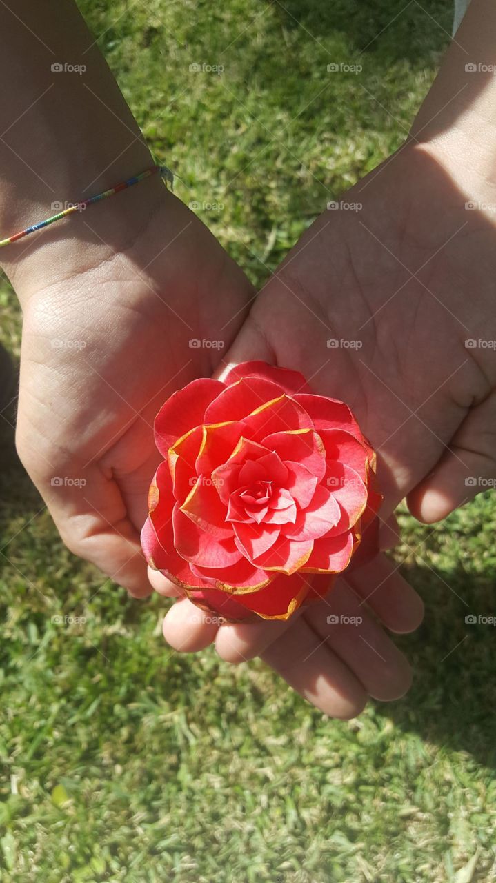 uma flor vermelha nas mãos de uma pessoa