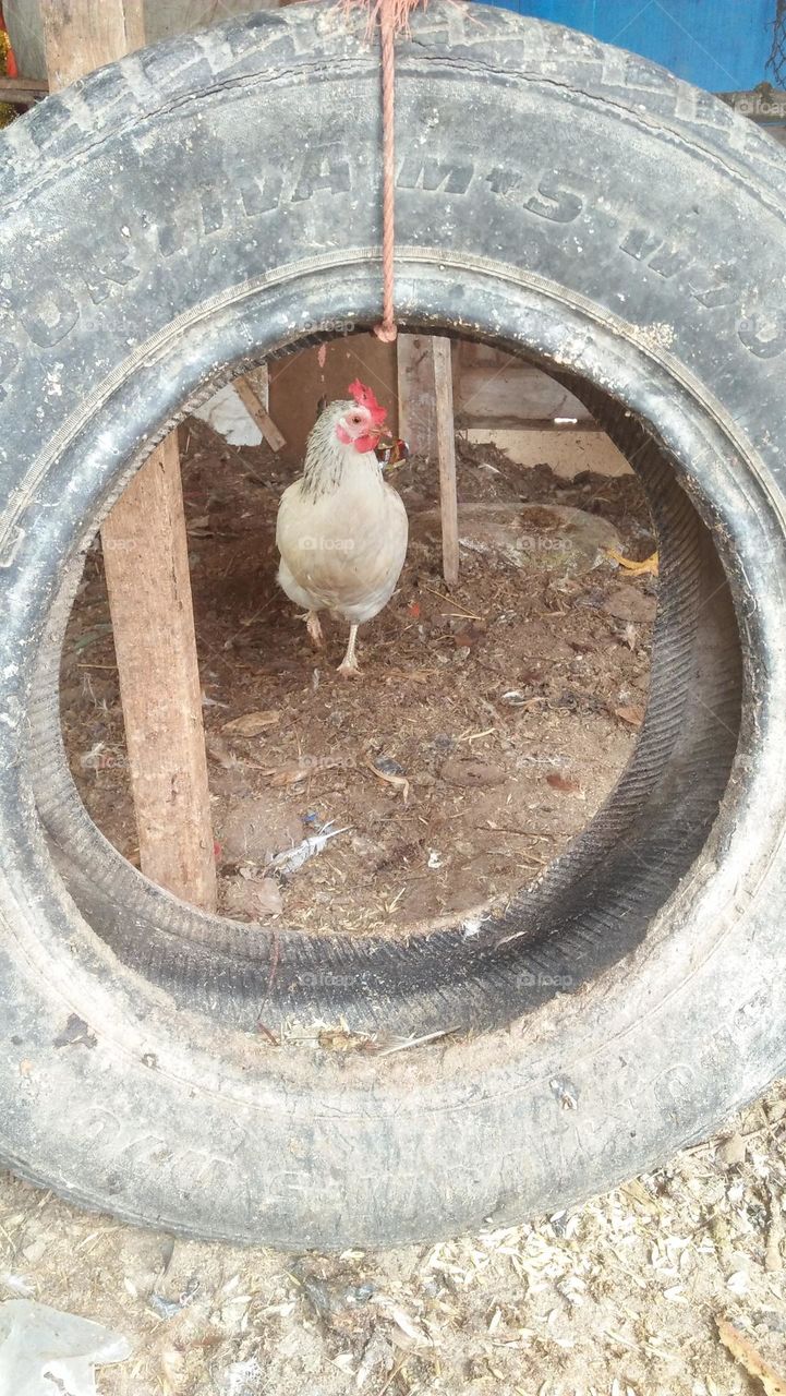 from black wheel I can see white chicken.