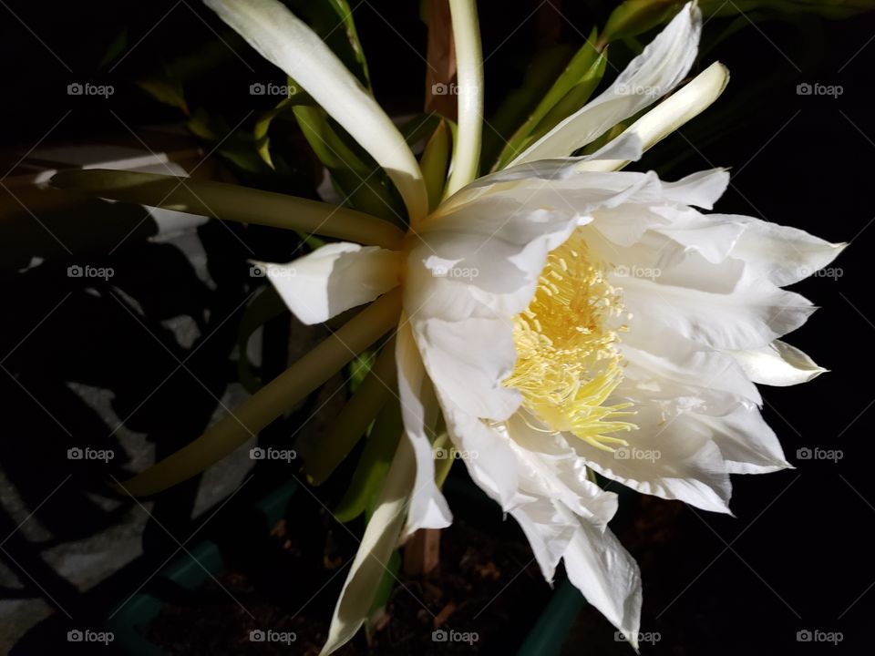 Dragon fruit flower blossom