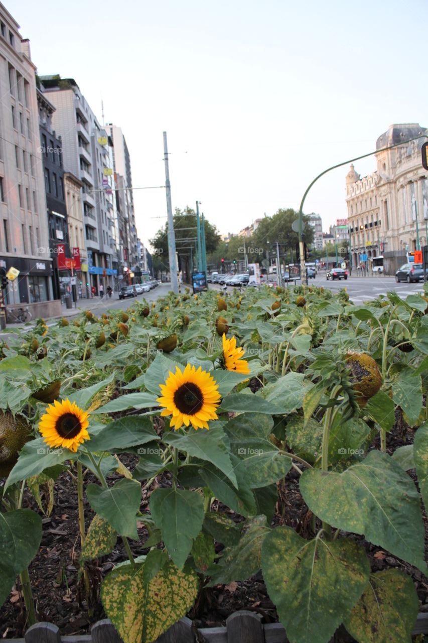 city sunflower