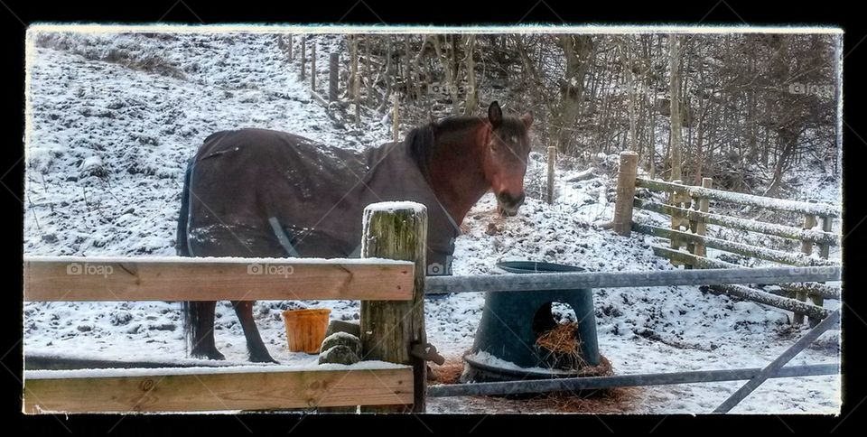 Horse in snow 