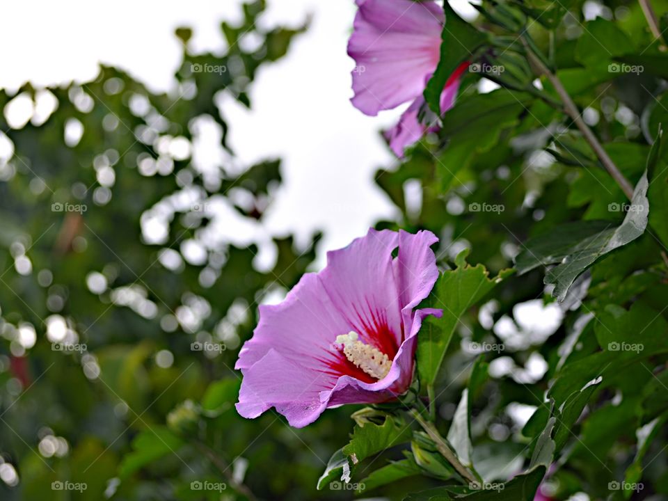 Hibiscus