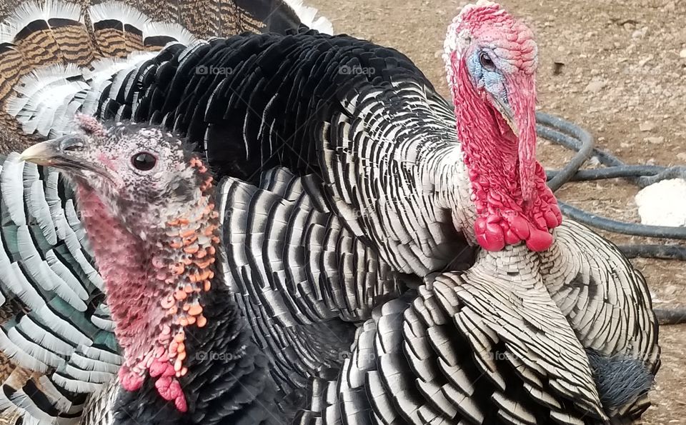 Turkey pair