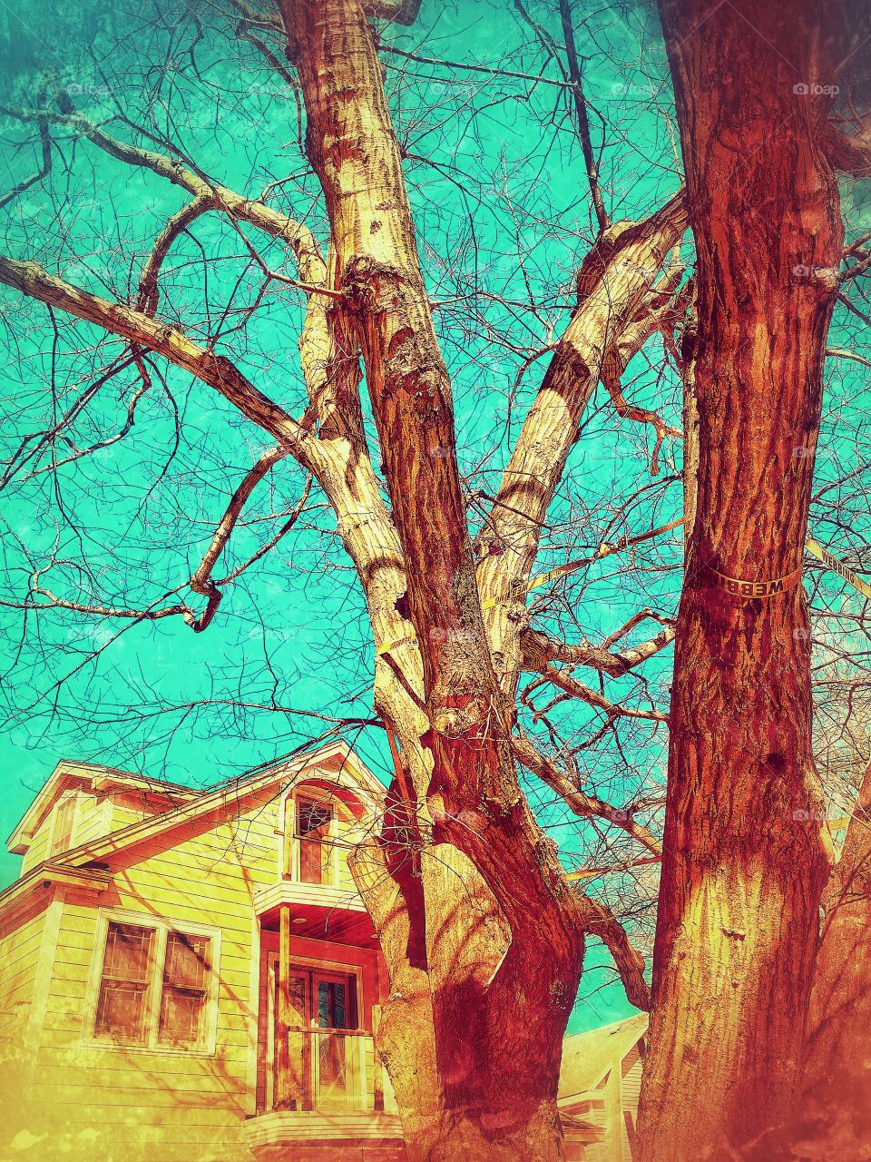 House behind the Tree 