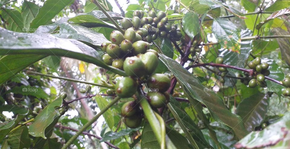 beautiful green coffee seeds in rainy days