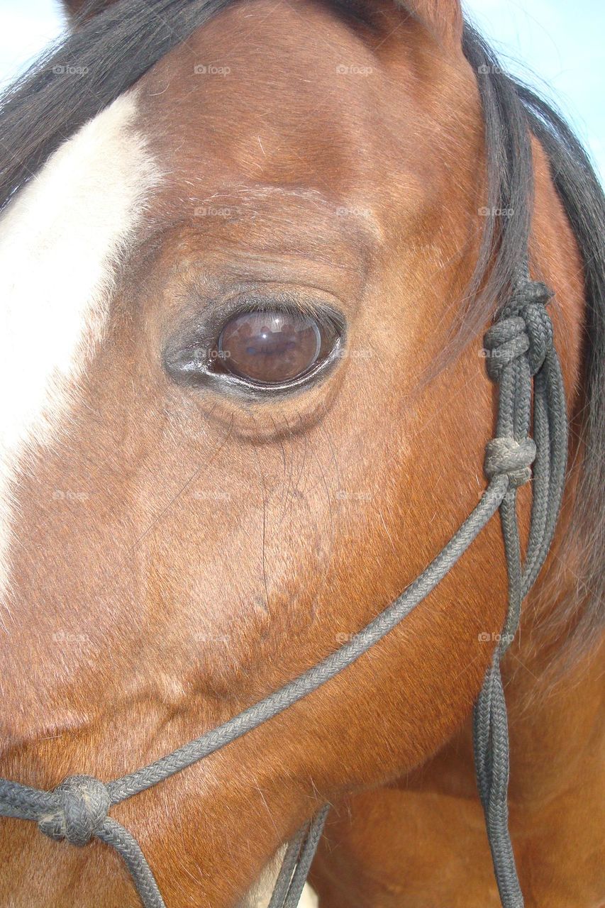 Soulful brown eye of an Arabian Horse ♥️🐴