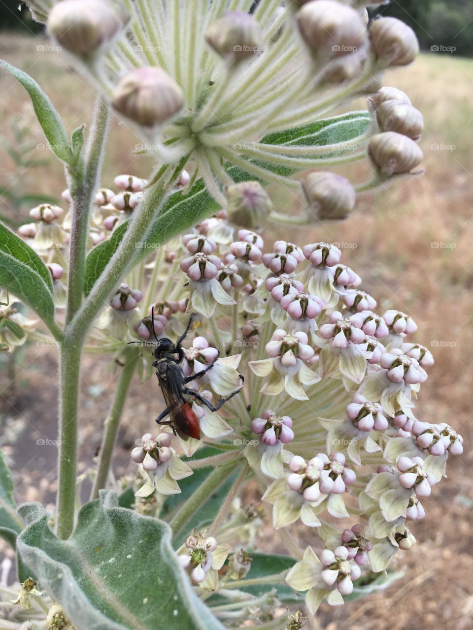 Small tarantula wasp 